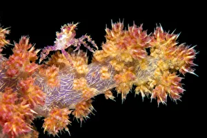 Soft coral crab (Hoplophrys oatesil) climbing out onto a branch of yellow Soft coral crab (Hoplophrys oatesil) climbing out onto a branch of yellow