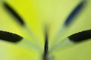 Soft focus close up of male Banded demoiselle damselfly (Calopteryx splendens) body and wings, roosting among grasses Soft focus close up of male Banded demoiselle damselfly (Calopteryx splendens) body and wings, roosting among grasses