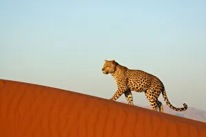 Solitary Leopard {Panthera pardus} walking along sand dune Namibia, Southern Africa Solitary Leopard {Panthera pardus} walking along sand dune Namibia, Southern Africa