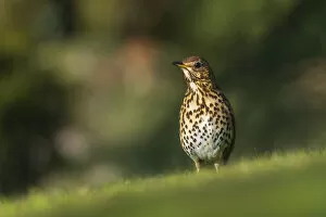 Song Thrush Gallery: Song thrush (Turdus philomelos) looking for worms in a garden, Broxwater, Cornwall, UK