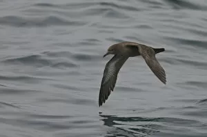 Images Dated 16th August 2010: Sooty shearwater (Puffinus griseus) adult in flight over Irish sea off Pembrokeshire coast