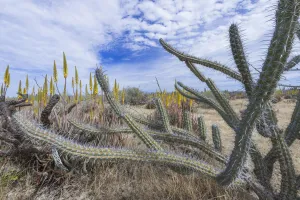 Sour pitaya (Stenocereus gummosus) with Aloe (Aloe sp) flower spikes in background Sour pitaya (Stenocereus gummosus) with Aloe (Aloe sp) flower spikes in background