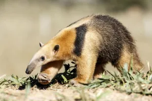 Southern anteater (Tamandua tetradactyla) Formoso River, Bonito, Mato Grosso do Sul Southern anteater (Tamandua tetradactyla) Formoso River, Bonito, Mato Grosso do Sul