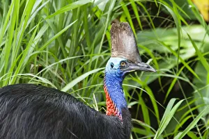 Southern Cassowary (Casuarius casuarius) female in rainforest, Moresby Range NP, Queensland Southern Cassowary (Casuarius casuarius) female in rainforest, Moresby Range NP, Queensland