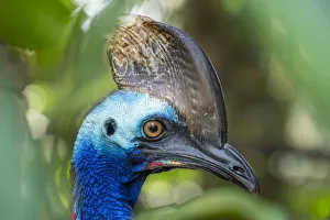 Southern cassowary (Casuarius casuarius) Bali Bird Park, Denpasar, Bali, Indonesia Southern cassowary (Casuarius casuarius) Bali Bird Park, Denpasar, Bali, Indonesia