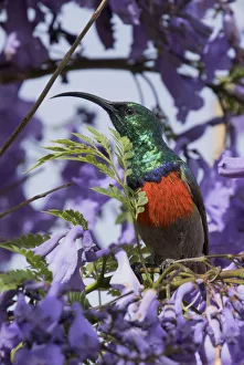 Southern double-collared sunbird (Cinnyris chalybeus) feeding in Jacaranda tree Southern double-collared sunbird (Cinnyris chalybeus) feeding in Jacaranda tree