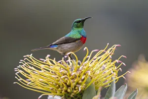 Southern double-collared sunbird (Cinnyris chalybeus), Kirstenbosch National Botanical Southern double-collared sunbird (Cinnyris chalybeus), Kirstenbosch National Botanical