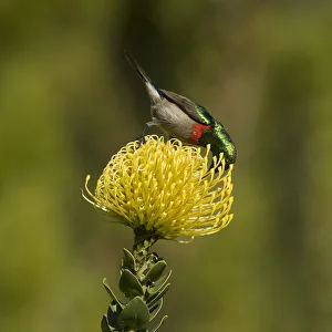 Southern double-collared sunbird (Cinnyris chalybeus), male nectaring on Pincushion protea Southern double-collared sunbird (Cinnyris chalybeus), male nectaring on Pincushion protea