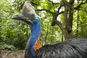 Southern / Double-wattled cassowary (Casuarius casuarius) wild, adult male portrait Southern / Double-wattled cassowary (Casuarius casuarius) wild, adult male portrait