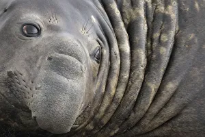 South Georgia Island Gallery: Southern Elephant Seal bull (Mirounga leonina) close up portrait, King Haakon Bay, South Georgia
