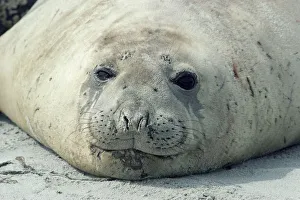 Images Dated 22nd July 2005: Southern elephant seal head portrait {Mirounga leonina} Falkland Is