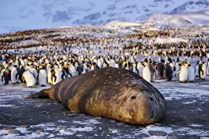 Southern elephant seal (Mirounga leonina), male at sunrise with King penguin (Aptenodytes Southern elephant seal (Mirounga leonina), male at sunrise with King penguin (Aptenodytes