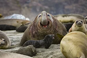South Georgia Island Gallery: Southern elephant seal (Mirounga leonina) beach master / bull roaring amongst females