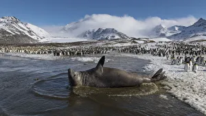 Southern elephant seal (Mirounga leonina) male rests in a shallow lagoon Southern elephant seal (Mirounga leonina) male rests in a shallow lagoon