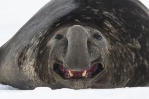 Southern elephant seal (Mirounga leonina) male, rests and yawns on the snow Southern elephant seal (Mirounga leonina) male, rests and yawns on the snow