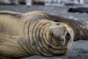 Southern elephant seal (Mirounga leonina) resting, portrait, Gold Harbour, South Georgia Island Southern elephant seal (Mirounga leonina) resting, portrait, Gold Harbour, South Georgia Island