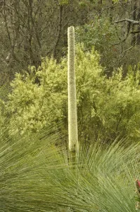 Southern grasstree (Xanthorrhoea australis). Tasmania, Australia. November Southern grasstree (Xanthorrhoea australis). Tasmania, Australia. November