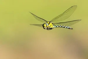 Southern hawker (Aeshna cyanea) dragonfly in flight, Broxwater, Cornwall, UK. August Southern hawker (Aeshna cyanea) dragonfly in flight, Broxwater, Cornwall, UK. August