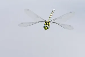 Southern hawker dragonfly (Aeshna cyanea) in flight, Arne RSPB reserve, Dorset, England Southern hawker dragonfly (Aeshna cyanea) in flight, Arne RSPB reserve, Dorset, England
