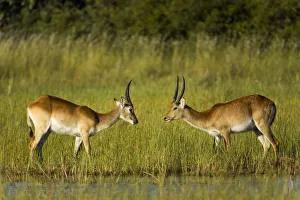 Southern lechwe (Kobus leche), two males about to fight, facing each other. Okavango Delta Southern lechwe (Kobus leche), two males about to fight, facing each other. Okavango Delta