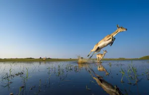 Southern Lechwe (Kobus lechwe) leaping through water, Okavango Delta, Botswana Southern Lechwe (Kobus lechwe) leaping through water, Okavango Delta, Botswana