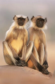 Southern plains grey / Hanuman langur {Semnopithecus dussumieri} two adolescents sitting