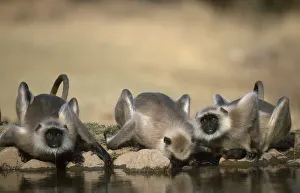 Images Dated 21st July 2003: Southern plains grey / Hanuman langur {Semnopithecus dussumieri} drinking, Sariska NP