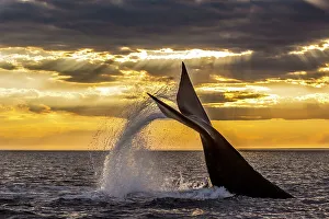 Southern right whale (Eubalaena australis) diving, with tail fluke splash Southern right whale (Eubalaena australis) diving, with tail fluke splash