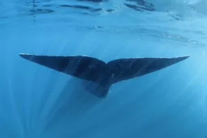 Southern right whale fluke underwater (Balaena glacialis australis) Patagonia Southern right whale fluke underwater (Balaena glacialis australis) Patagonia