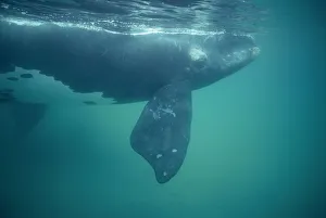 Southern right whale underwater {Balaena glacialis australis} off Peninsula Valdes Southern right whale underwater {Balaena glacialis australis} off Peninsula Valdes