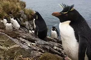Eudyptes Chrysocome Gallery: Southern Rockhopper penguin (Eudyptes chrysocome) colony, Kidney Island, Falkland Islands, October