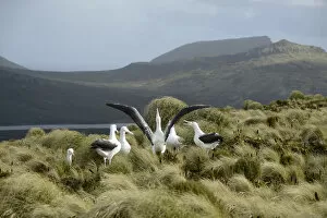 Southern royal albatross (Diomedea epomophora) sub-adults, group displaying in tussock grassland