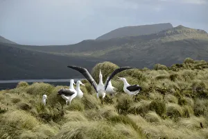 Southern royal albatross (Diomedea epomophora) sub-adults, group displaying in tussock Southern royal albatross (Diomedea epomophora) sub-adults, group displaying in tussock
