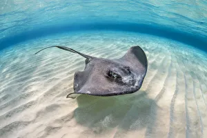 Southern stingray (Dasyatis americana) female swimming over a shallow sand bank with Southern stingray (Dasyatis americana) female swimming over a shallow sand bank with