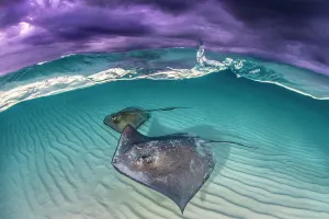 Southern stingray (Dasyatis americana) two swimming over sand bar, under stormy sky. Grand Cayman, Cayman Islands Southern stingray (Dasyatis americana) two swimming over sand bar, under stormy sky. Grand Cayman, Cayman Islands