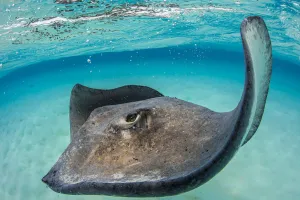 Southern stingray (Dasyatis americana) female swimming over seabed Southern stingray (Dasyatis americana) female swimming over seabed