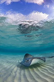 Southern stingray (Hypanus americanus) swimming over ripples on sandbar, Grand Cayman