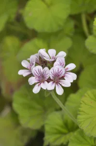Southern storksbill (Pelargonium australe). Tasmania, Australia. December Southern storksbill (Pelargonium australe). Tasmania, Australia. December