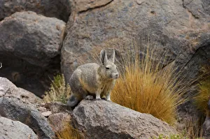 Southern viscacha (Lagidium viscacia) near Laguna Colorada, Bolivia Southern viscacha (Lagidium viscacia) near Laguna Colorada, Bolivia