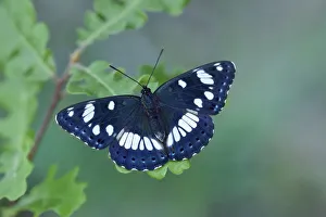 Southern white admiral (Limenitis reducta) North of Lorgues, Provence, southern France Southern white admiral (Limenitis reducta) North of Lorgues, Provence, southern France