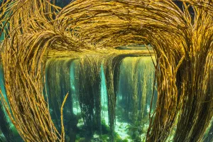 Spaghetti seaweed / Thong weed (Himanthalia elongata) forest reaching up to water surface Spaghetti seaweed / Thong weed (Himanthalia elongata) forest reaching up to water surface