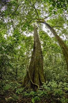 Images Dated 25th July 2013: Spanish cedar (Cedrela odorata) tree, Manu National Park, Peru