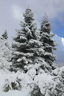 Images Dated 30th November 2008: Spanish fir tree (Abies pinsapo) covered in snow, Sierra de Grazalema Natural Park