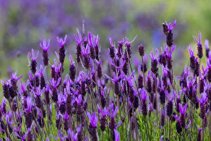 Spanish lavender (Lavandula stoechas). Faia Brava Reserve, Archaeological Park of Spanish lavender (Lavandula stoechas). Faia Brava Reserve, Archaeological Park of