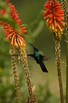 Images Dated 5th April 2011: Sparkling violetear hummingbird (Colibri coruscans) at base of Chimborazo Volcano