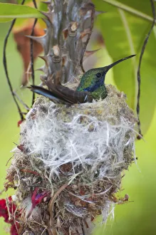 Sparkling violetear hummingbird (Colibri coruscans) incubating eggs at nest Sparkling violetear hummingbird (Colibri coruscans) incubating eggs at nest