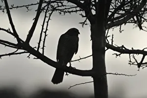 Sparrowhawk (Accipiter nisus) silhouetted, perched in hedgerow in winter, Berwickshire, Scottish Borders, Scotland, UK Sparrowhawk (Accipiter nisus) silhouetted, perched in hedgerow in winter, Berwickshire, Scottish Borders, Scotland, UK