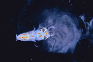 Spear / Bleekers Squid {Loligo bleekeri} larva secreting ink, captive, Japan Spear / Bleekers Squid {Loligo bleekeri} larva secreting ink, captive, Japan