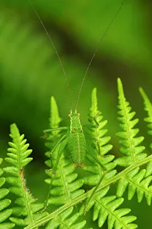 Speckled bush-cricket (Leptophyes punctatissima) on fern fronds. Dorset, UK, July Speckled bush-cricket (Leptophyes punctatissima) on fern fronds. Dorset, UK, July