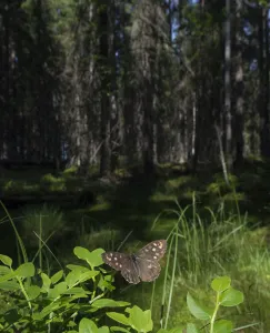 Speckled Wood (Pararge aegeria) male in habitat, Finland, April